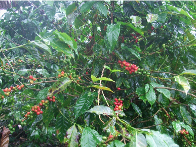実が赤く色づき始めたコーヒーの木